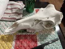 Skull for euro mount  